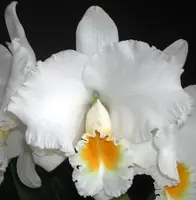 C. Ruth Gee 'Magi' x Rlc. Mishima Emperor 'Mishima Delight'