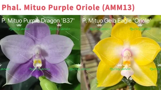 Phalaenopsis Mituo Purple Oriole 'Oriole'