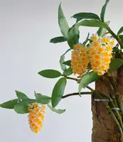 Dendrobium thyrsiflorum