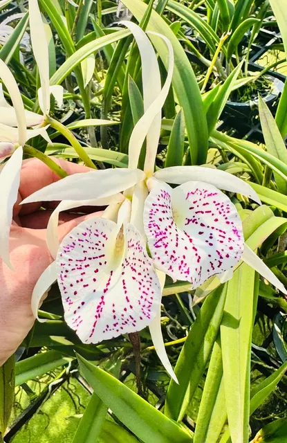 Brassocattleya Yu Toung Star x nodosa '4N' (Brassocattleya)