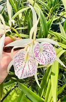 Brassocattleya Yu Toung Star x nodosa '4N' — No