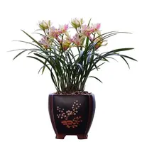 Cymbidium Orchid Plant - Extra Fragrant Butterfly Variety - Cymbidium ensifolium - Easy Care Bare Root
