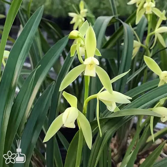 Cymbidium ensifolium 'DA-FENG-SU' (Cymbidium)