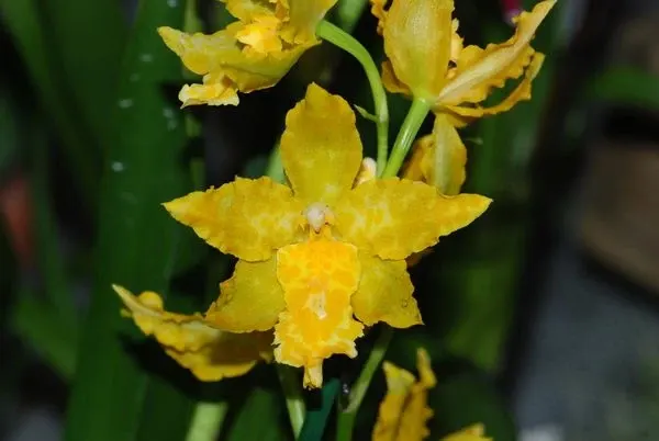 Odontoglossum GEYSER GOLD