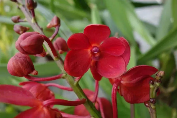 Ascocenda RED FIRE