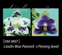 Phalaenopsis LL Blue Pansy (Phal. Lioulin Blue Peacock x Penang Jewel) (3657)
