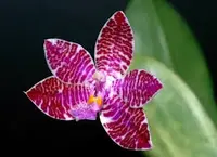 Phal. luddenmanniana