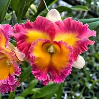 Rlc. Pegasus Fantasy 'Sanctuary'