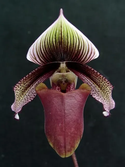 Paphiopedilum curtisii (Paphiopedilum)