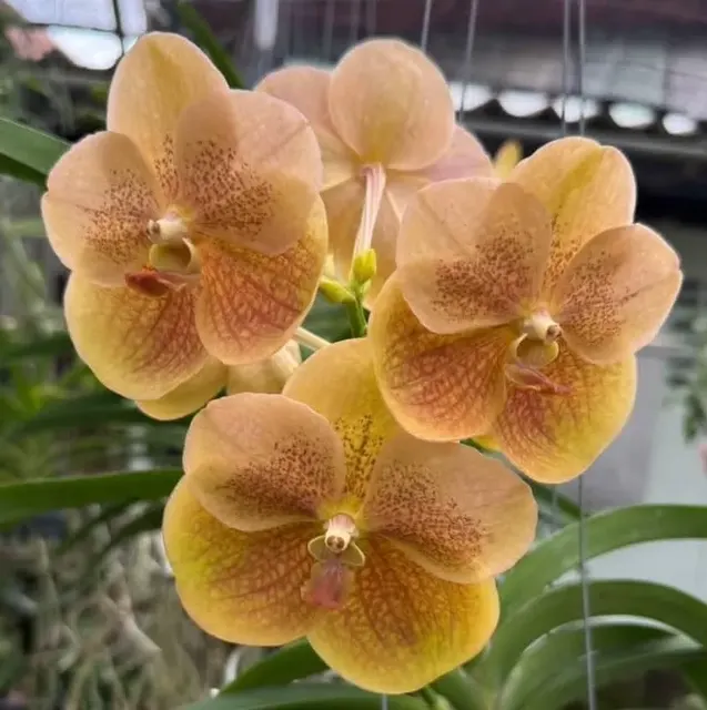 Vanda Edwin’s Delight (Vanda)