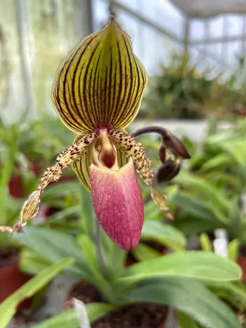 Paphiopedilum JOGJAE
