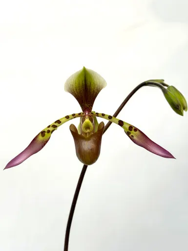 Paphiopedilum Toni Semple