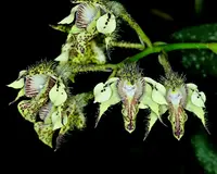 Dendrobium finisterae — Blooming Size 6"