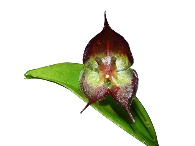 Lepanthes calocerca x (Lepanthes)