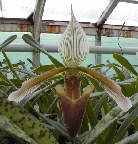 Paphiopedilum dayanum