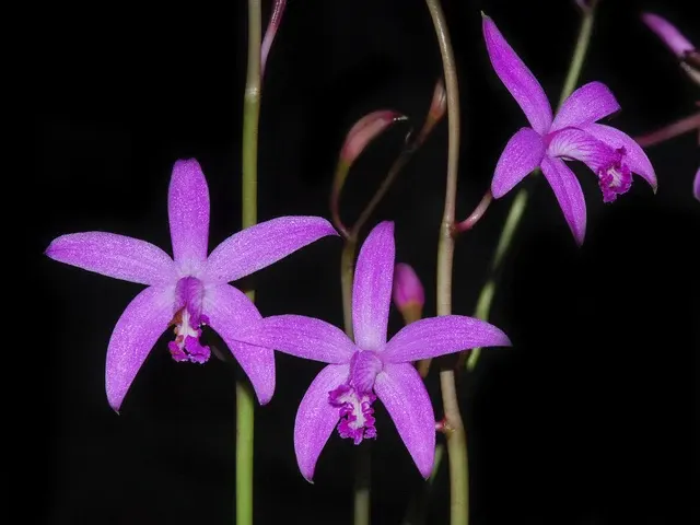 Cattleya caulescens (Cattleya)
