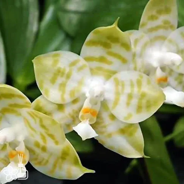 Phalaenopsis Mituo Golden Tiger 'TTT'