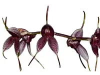Masdevallia dalstroemii