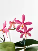 Phal. Bronze Maiden 'Rio'