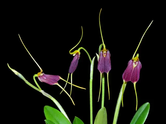 Masdevallia excelsior (Masdevallia)