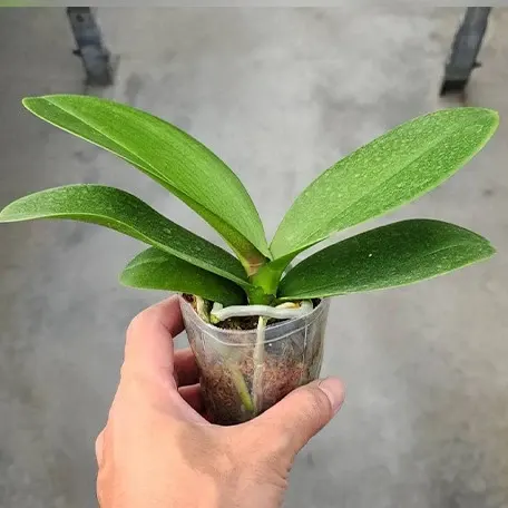 Phalaenopsis Ben Yu Coral Lady (Phalaenopsis)