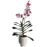 Renanthera Bangkok Flame (0.8m)