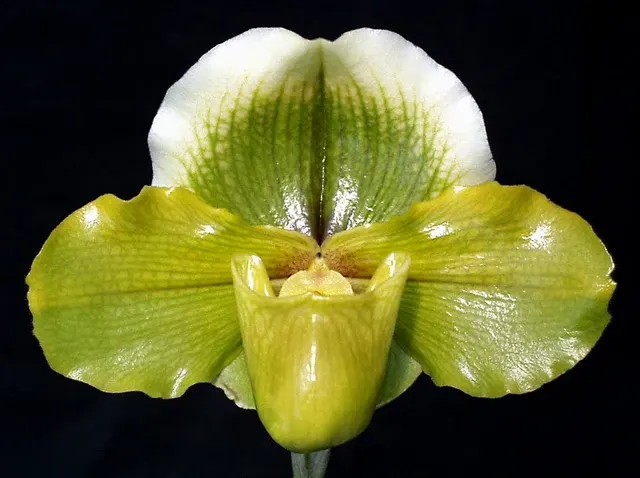 Paphiopedilum Picture Rock HCC/NZOS 'Papa Aroha'