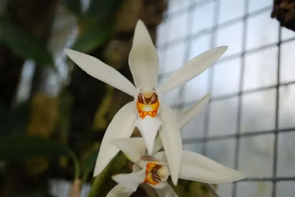 Coelogyne occultata