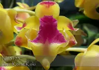 Aerides Korat Koki ( 4N ) 'Note : Mounted ' (houlletiana x lawrenceae )