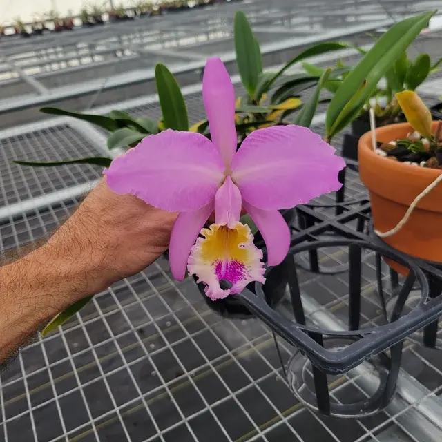 Cattleya mossiae (Cattleya)