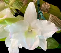 In Buds – Dendrobium Spring Dream ‘Apollon’ (4” pot)