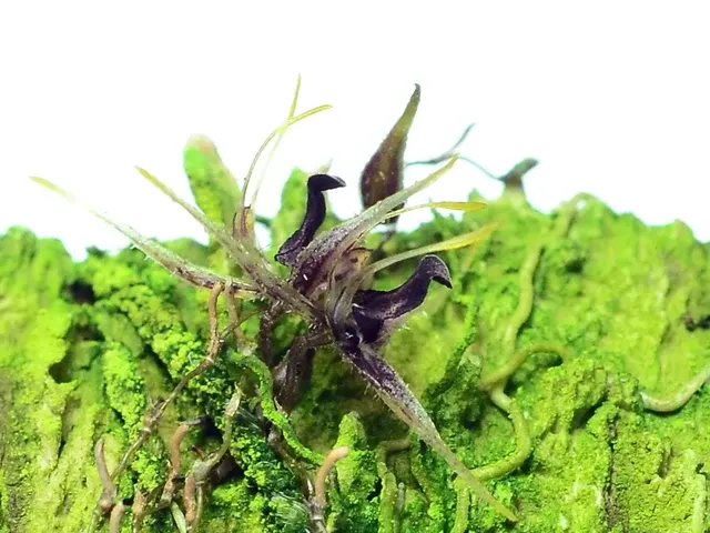 Specklinia furcatipetala (Specklinia)