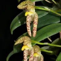 BARE ROOT Orchid Species bulbophyllum lasiochilum Live PLant