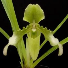 Paphiopedilium hirsitissimum var.alba sp (Paphiopedilum)