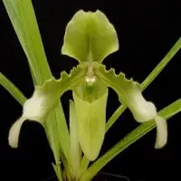 Paphiopedilium hirsitissimum var.alba sp.