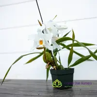 Coelogyne Cristata