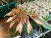 Bulbophyllum bicolor