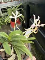Neofinetia falcata ‘Kokuryu’
