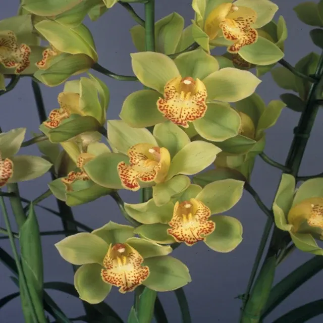 Cymbidium Koshu Dream 'Irish Sky'