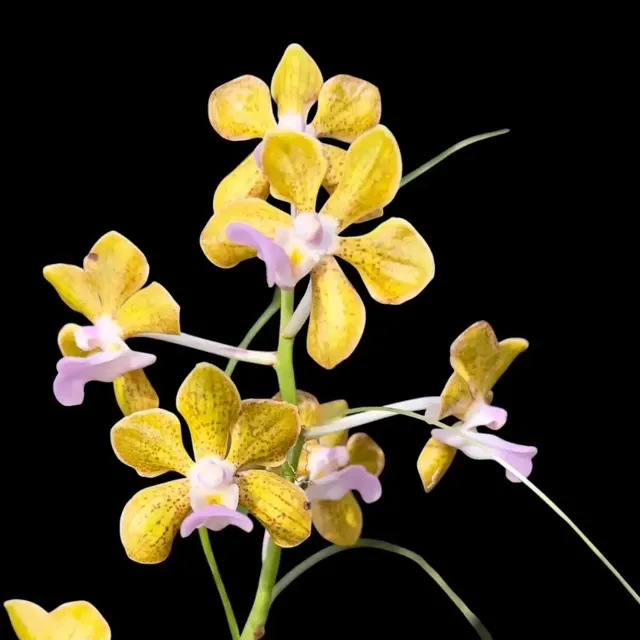 Vanda bensonii (Vanda)