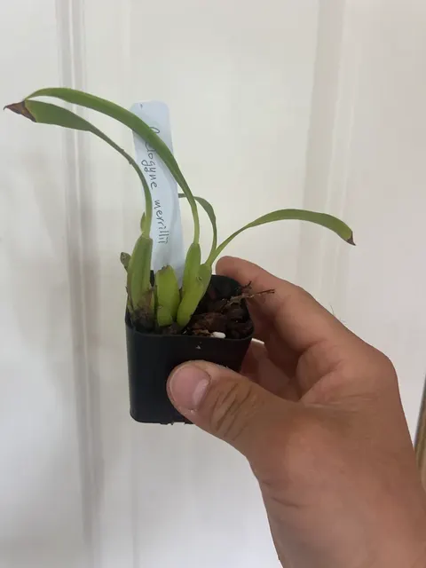 Coelogyne merrillii (Coelogyne)