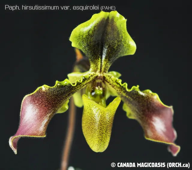 Paphiopedilum hirsutissimum (Paphiopedilum)