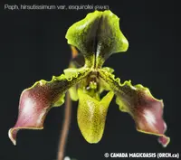 Paph. hirsutissimum var. esquirolei (PAHE)
