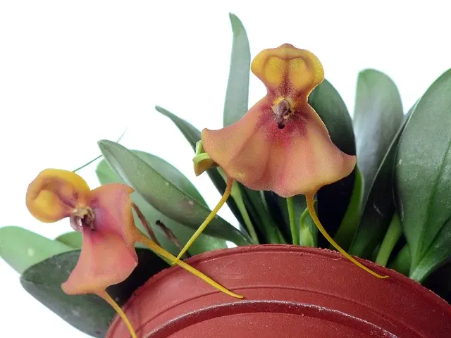 Masdevallia catapheres (Masdevallia)