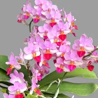 [Bare-root][New] #PA# Phal. Liu's Triprince 劉氏天使 [2.4" BS][Sept in stock 26]