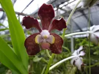 Vanda vipanii