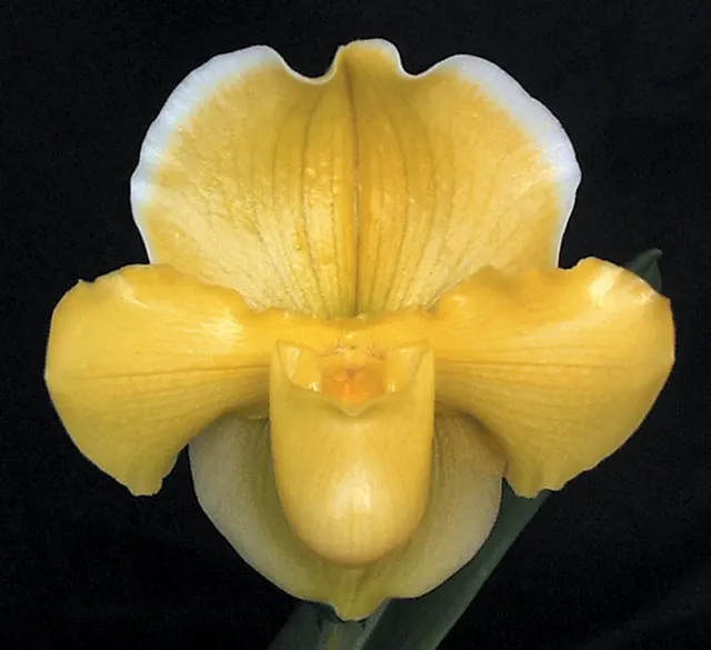 Paphiopedilum Magic Mood ‘Royal Sunshine’ HCC/AOS (Paphiopedilum)