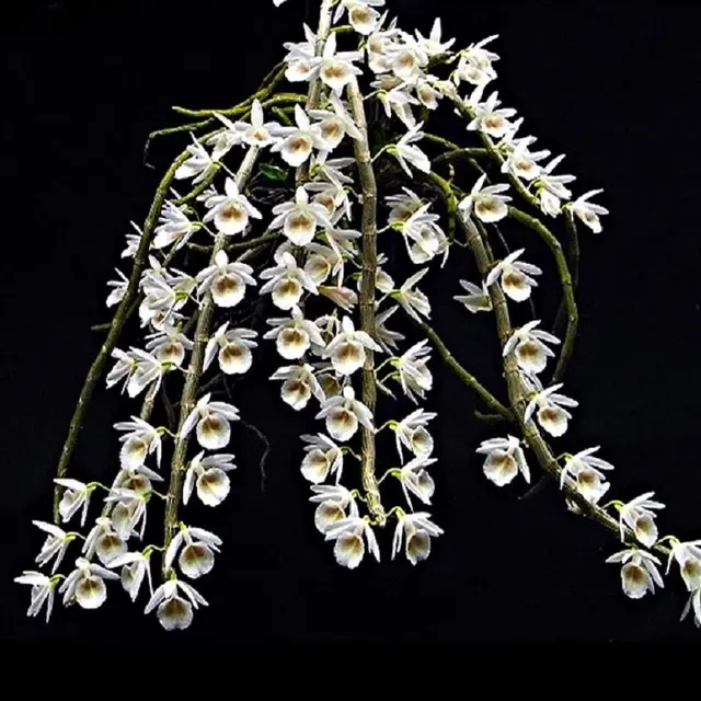 Dendrobium cretaceum sp (Dendrobium)