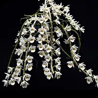 Dendrobium cretaceum sp.