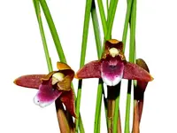 Maxillaria sanguinea